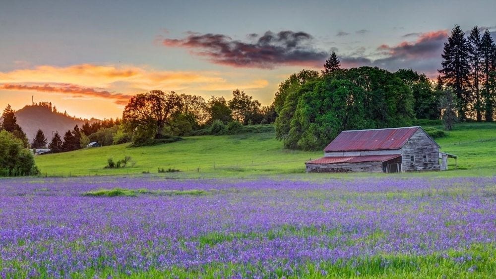 Scenic rolling hills blanketed with vibrant purple flowers under a clear blue sky in Lebanon, Oregon.