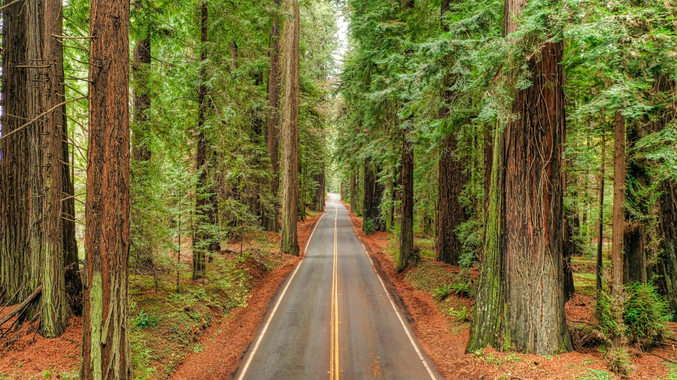 Sweeping view of the Avenue of the Giants, a majestic road flanked by towering ancient redwoods in Humboldt County, California