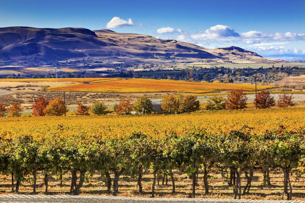 Scenic view of a Walla Walla winery with a vineyard in the foreground and mountains in the background, representing the beautiful and welcoming environment where the Medical Oncologist/Hematologist position is located.