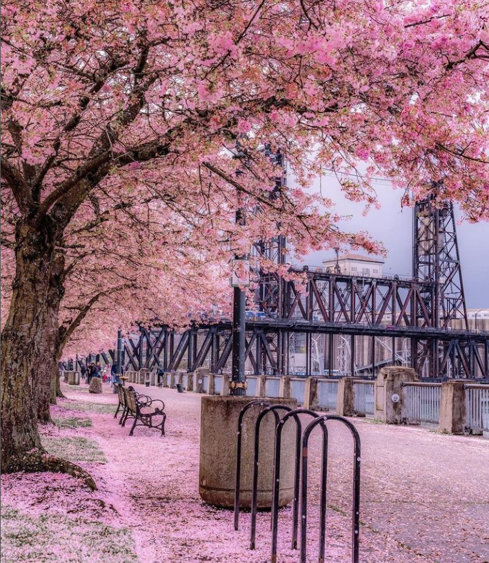 Portland Cherry Blossoms